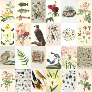 Vintage Botanical Photo Collage Kit 35 PCS, Nature Poster Collage, Vintage Aesthetic Wall Collage Kit (DIGITAL DOWNLOAD)