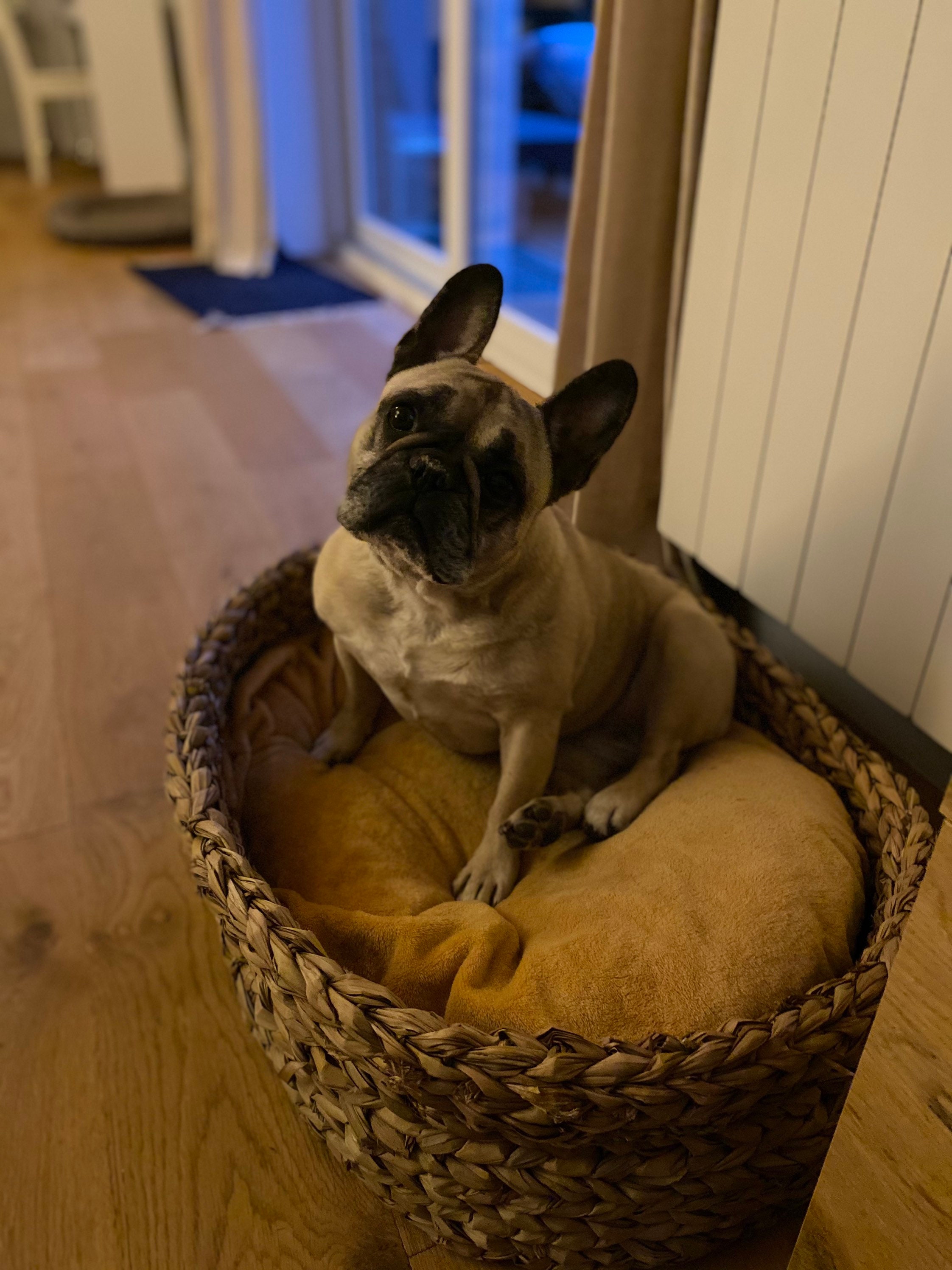 Panier Pour Chien Fait Main en Jonc de Mer - Racine Deco