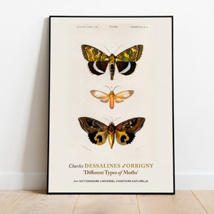 Madagascan Sunset Moth Print Poster by Charles Dessalines D&#39; Orbigny, Aesthetic Wall Decor, Moths Wall Art, Museum Poster