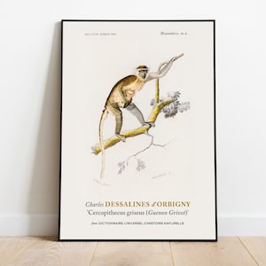 Guenon Grivet Print Poster by Charles Dessalines D&#39; Orbigny, Aesthetic Wall Decor, Wall Art Prints, Botanical Wall Art, Home Wall Decor