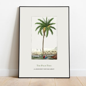 Vintage date palm tree Print by Francois Levaillant, Aesthetic Wall Decor, Wall Art Prints, Botanical Poster, Botanical Wall Decor