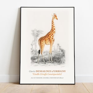 May include: Framed vintage print of a giraffe, featuring a detailed illustration of the animal with its distinctive spotted coat. The print includes the scientific name and the name of the artist, Charles Dessalines d'Orbigny.