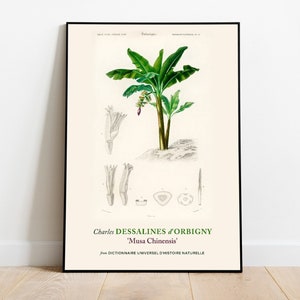 Musa Chinensis Banana Print Poster by Charles Dessalines Orbigny, Aesthetic Wall Decor, Botanical Wall Art, Museum Poster, Home Wall Decor