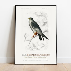 Red-footed Falcon (Falco rufipes) Print Poster by Charles Dessalines D&#39; Orbigny, Aesthetic Wall Decor, Birds Wall Art, Museum Poster