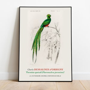 Può includere: Illustrazione vintage di un uccello Quetzal verde e rosso appollaiato su un ramo. L'uccello ha una lunga coda fluida ed è circondato da foglie. L'illustrazione è intitolata "Pavonine quetzal (Pharomachrus pavoninus)" e proviene dal "Dictionnaire Universel d'Histoire Naturelle".