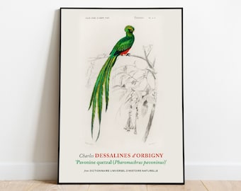 Pavonine quetzal Print Poster by Charles Dessalines D&#39; Orbigny, Aesthetic Wall Decor, Wall Art Prints, Botanical Wall Art, Home Wall Decor
