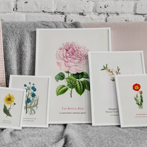 SET de 5 Flores Imprimir Carteles Arte de Pared, Rosa de Bengala, Crisantemo Azul, Girasol, Amapola Roja, Almendro, Decoración Estética de Pared, Plantas