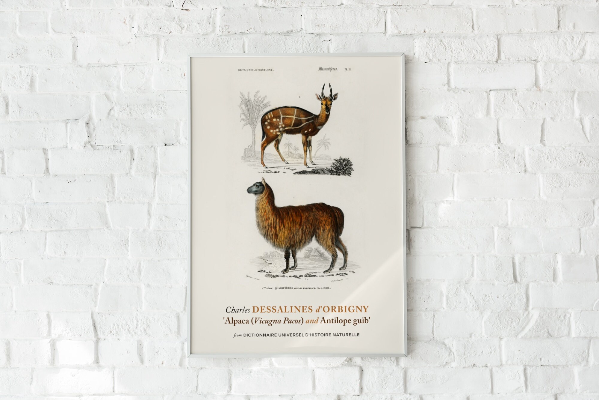 Alpaca and Antilope Guib Print Poster by Charles Dessalines