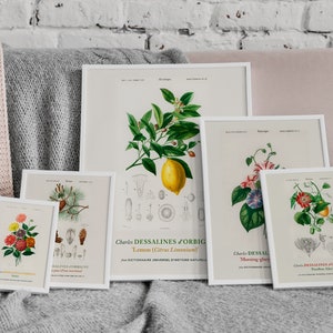 SET de 5 carteles de impresión botánica Wall Art, Lemon, Passiflore, Morning Glory, Martime pine, Dahlia, Aesthetic Wall Decor, Plants Wall Art