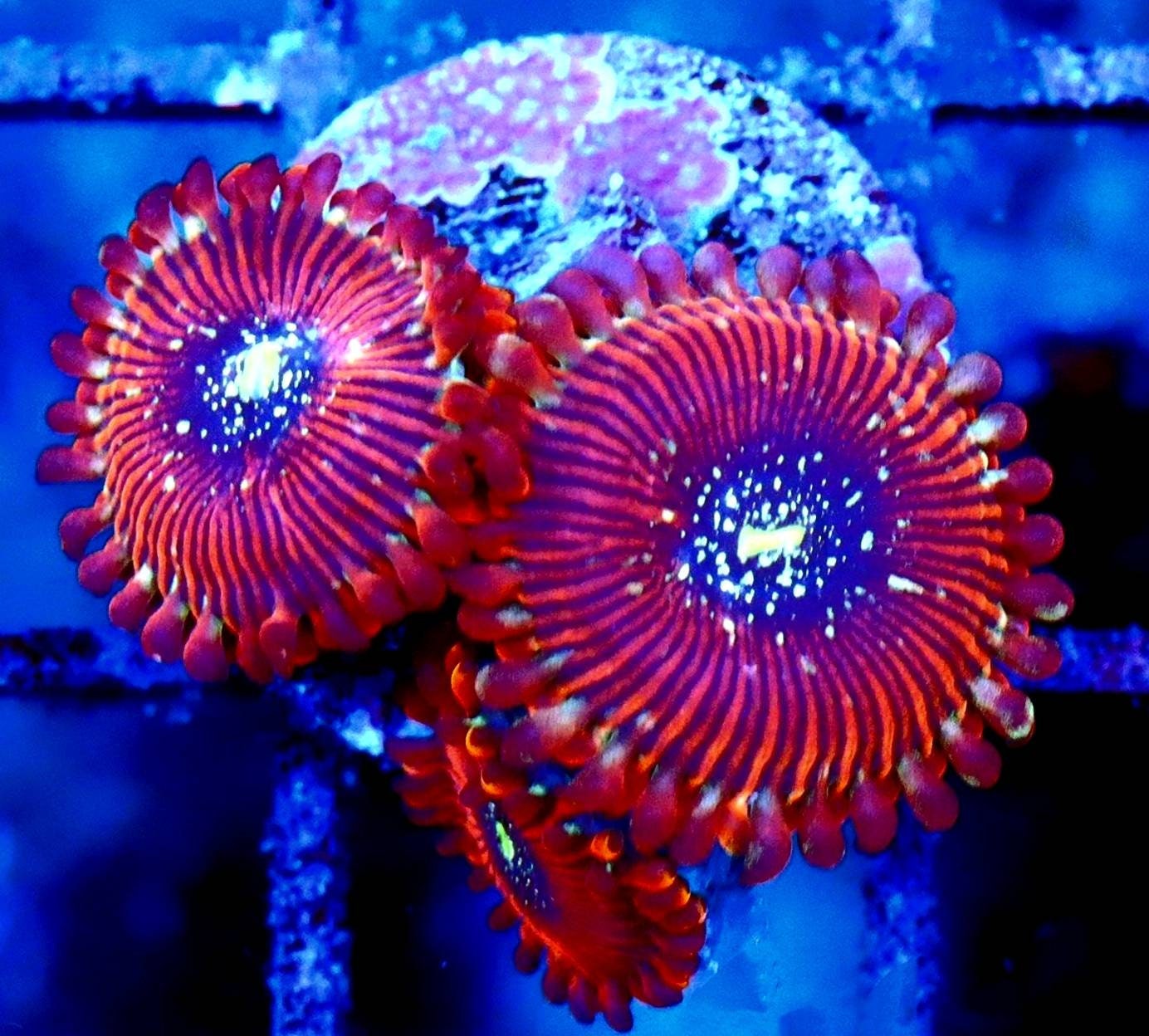 Zoanthids for sale Only 4 left at 70