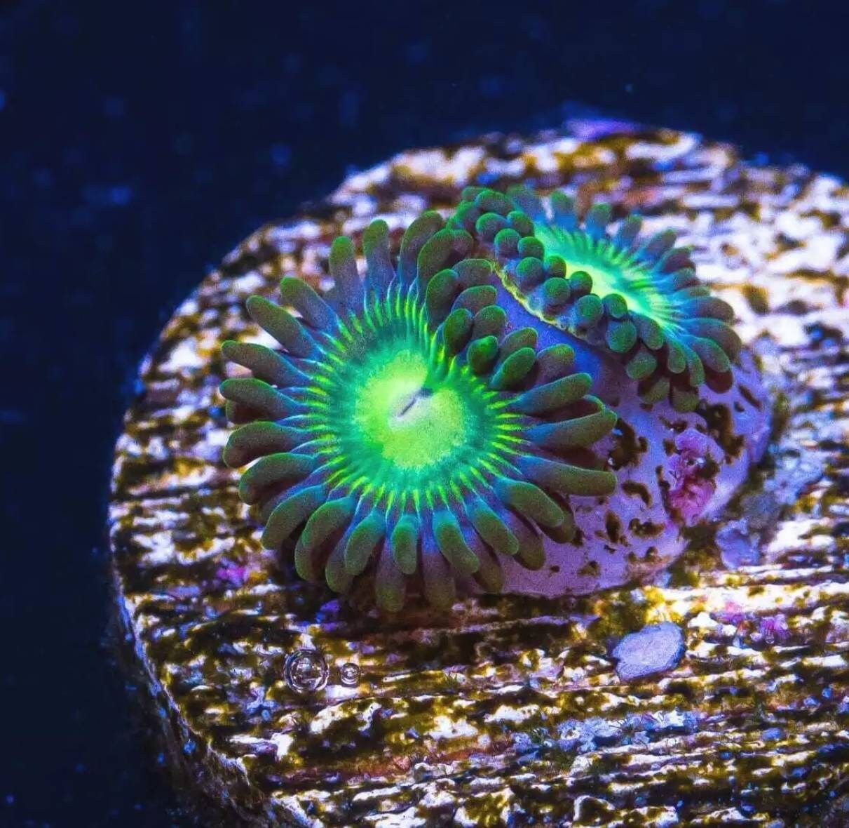 Zoanthids for sale Only 4 left at 70