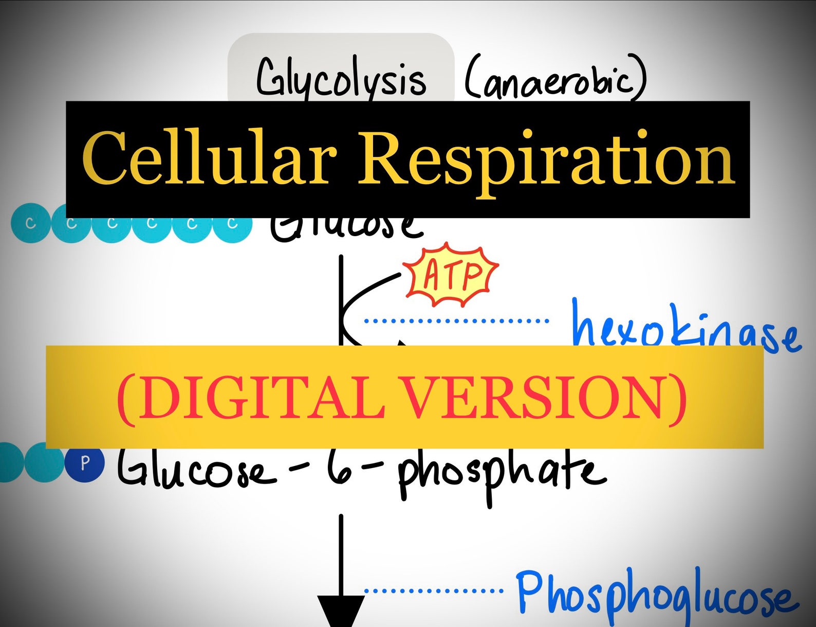 MCAT Cellular Respiration Biochemistry Comprehensive Study Guide - Etsy