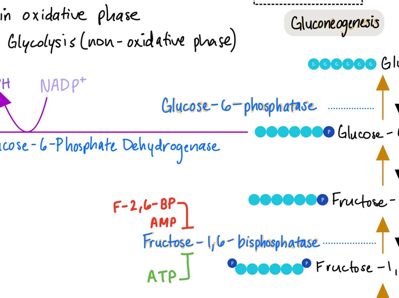 MCAT Glucose/glycogen Metabolism Cheat Sheet - Etsy