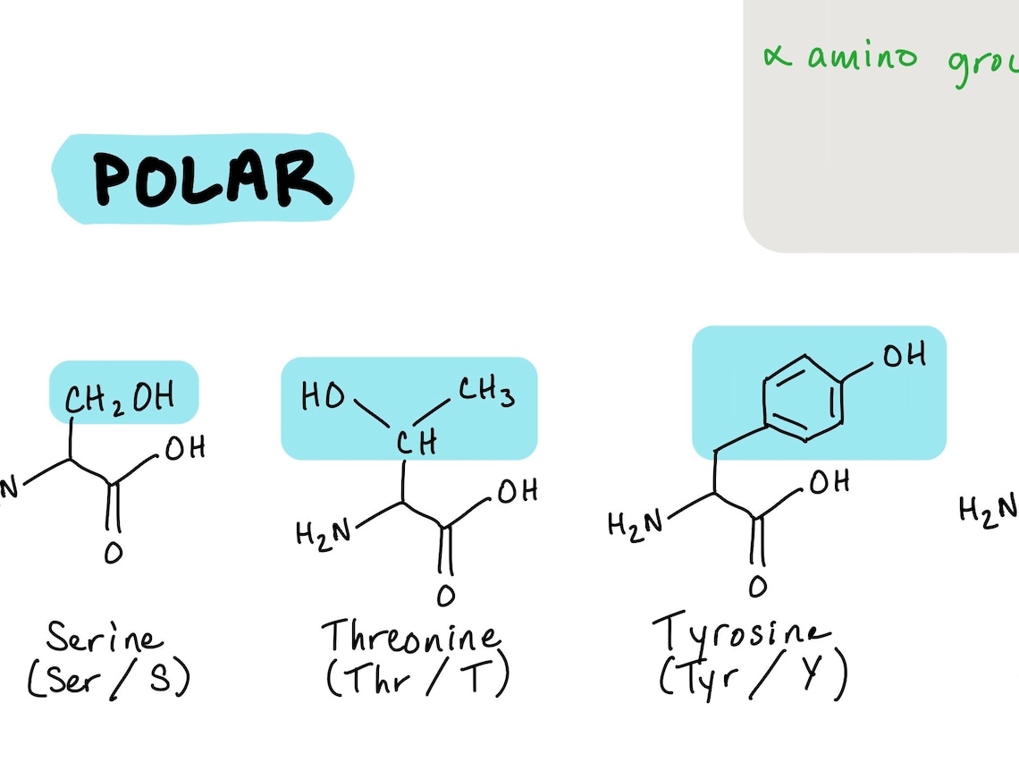 MCAT Amino Acids Cheat Sheet Etsy UK