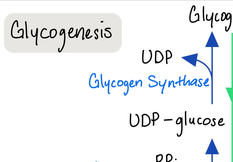 MCAT Glucose/glycogen Metabolism Cheat Sheet - Etsy