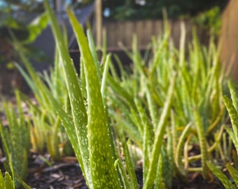 Organic Aloe Vera Plants {EXTRA LARGE} - Etsy