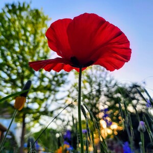 Poppy