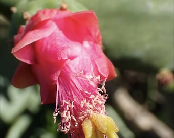 Cochineal Prickly Pear Seeds (Opuntia cochenilifera), Cochineal Nopal Cactus