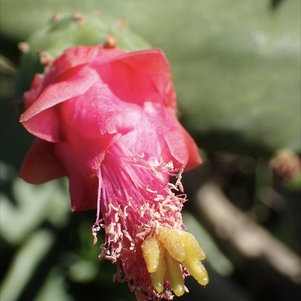 Cochineal Prickly Pear Seeds (Opuntia cochenilifera), Cochineal Nopal Cactus