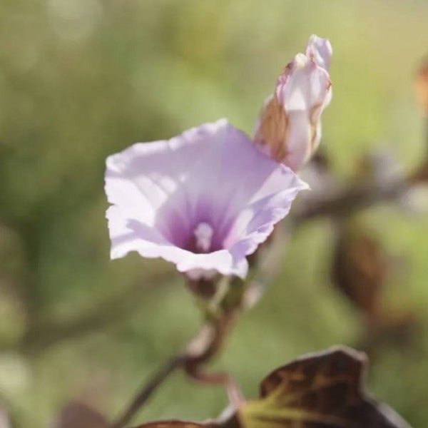 Little Bell Morning Glory Flower Seeds, Aiea Morning Glory, Moonflower, ipomoea triloba, rare, FRESH