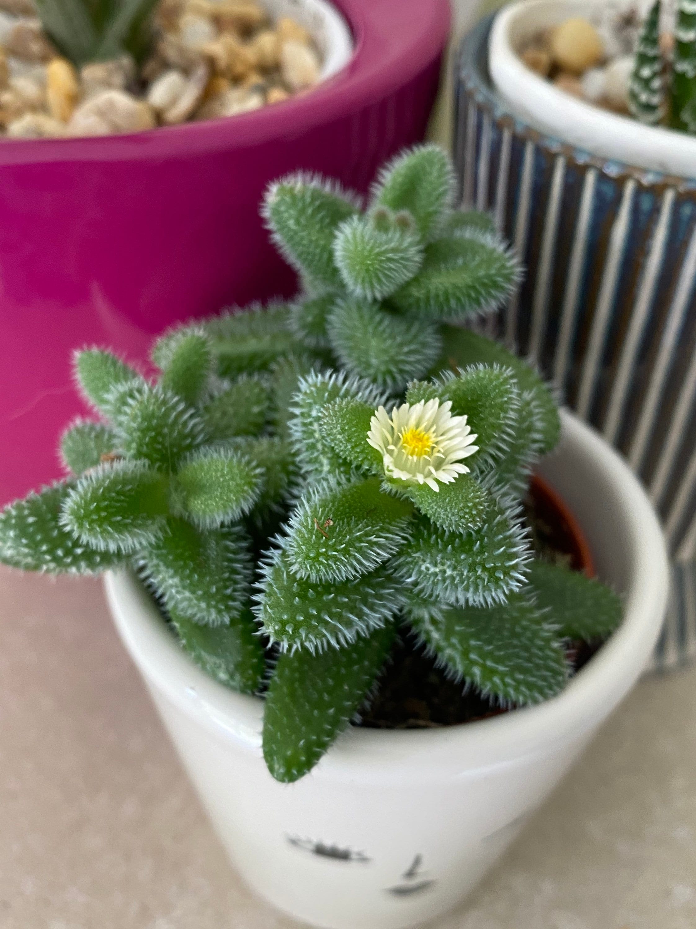 Delosperma echinatum Pickle Plant Easy Plant House Plant Etsy