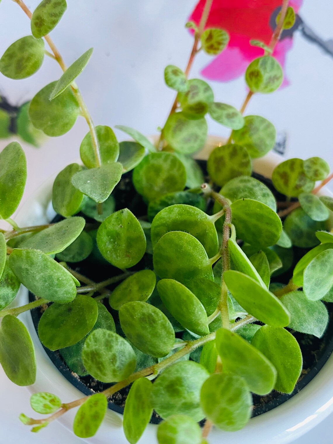 Trailing Turtle: Peperomia Prostrata's Enchanting Charm