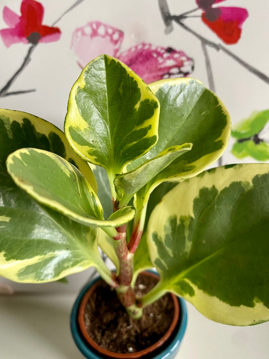 Variegated Baby Rubber Plant Peperomia Obtusifolia Lemon