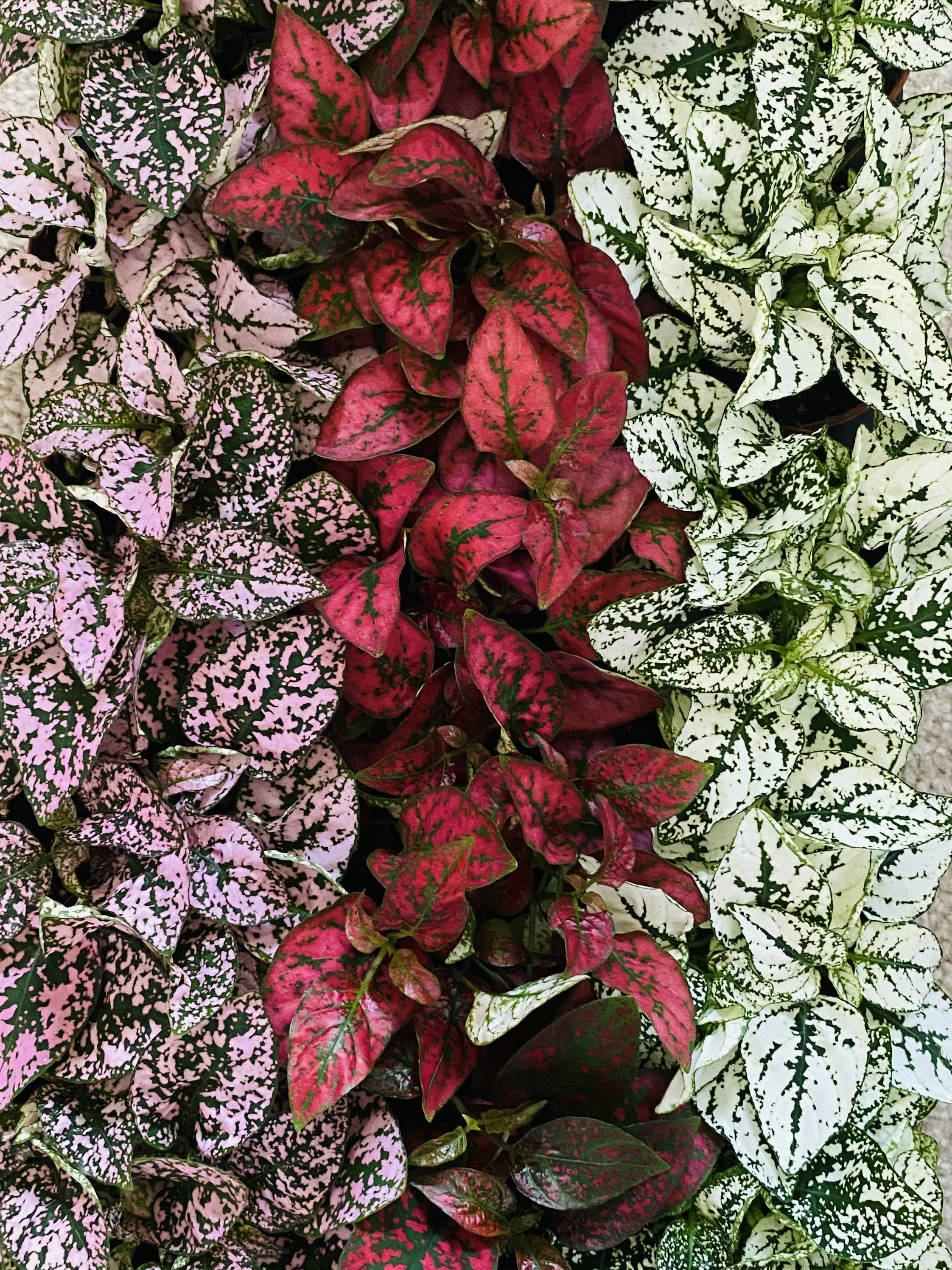 Polka Dot Plant Hypoestes Phyllostachya Houseplant Easy Plant Etsy