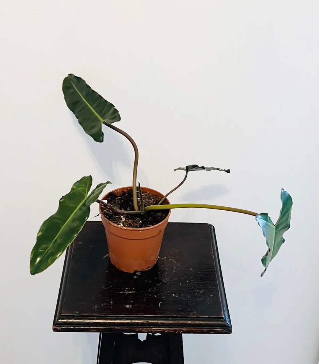 Philodendron Billietiae Sp. Dark Form - Etsy UK
