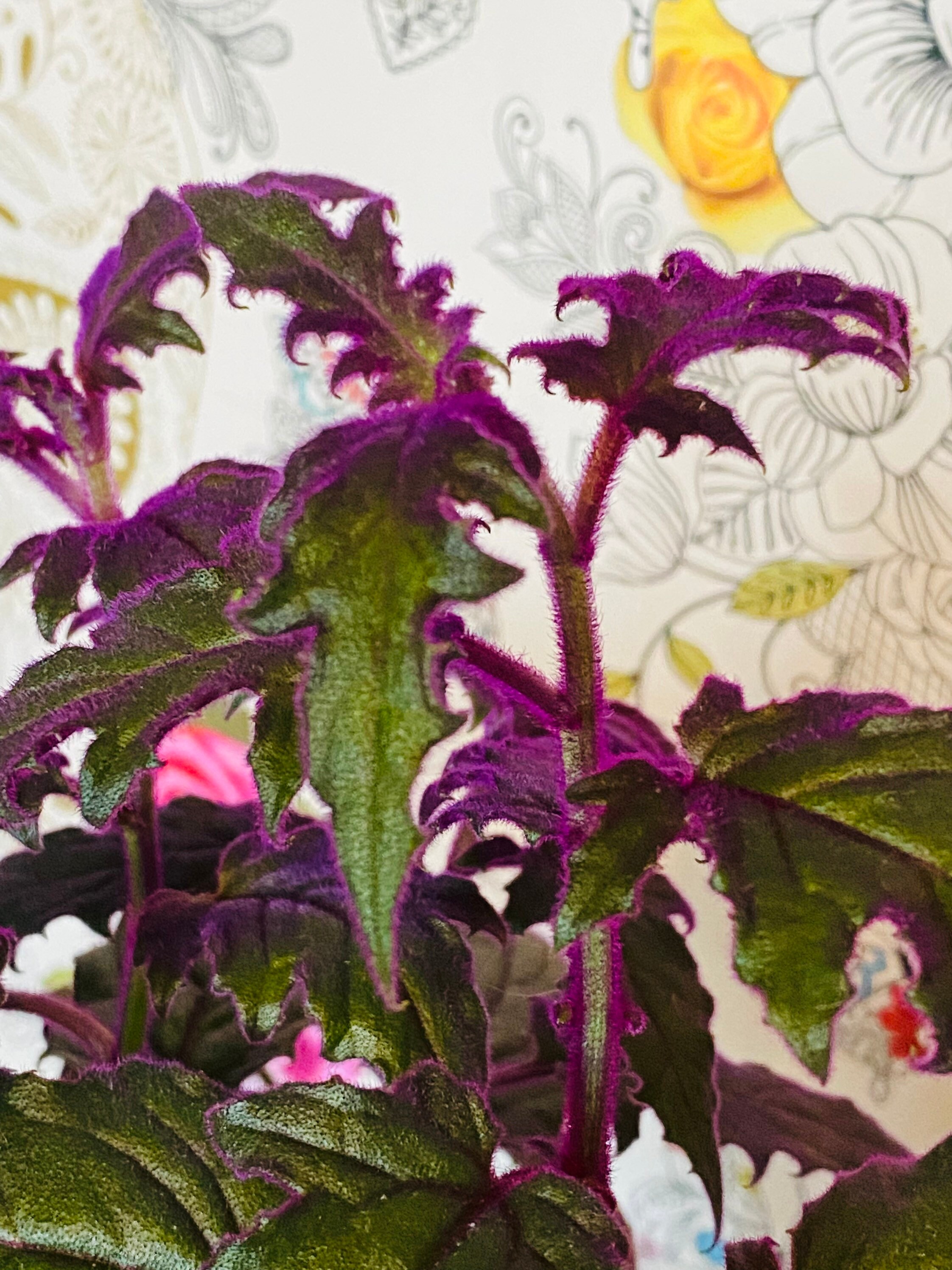 Large Gynura Purple Passion Velvet Plant Houseplant Etsy