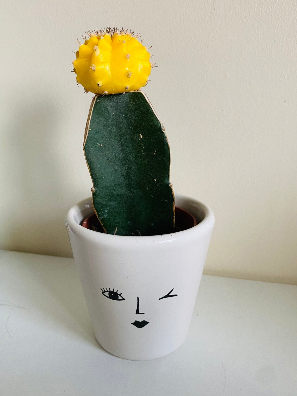 disco cactus music disco cactus music