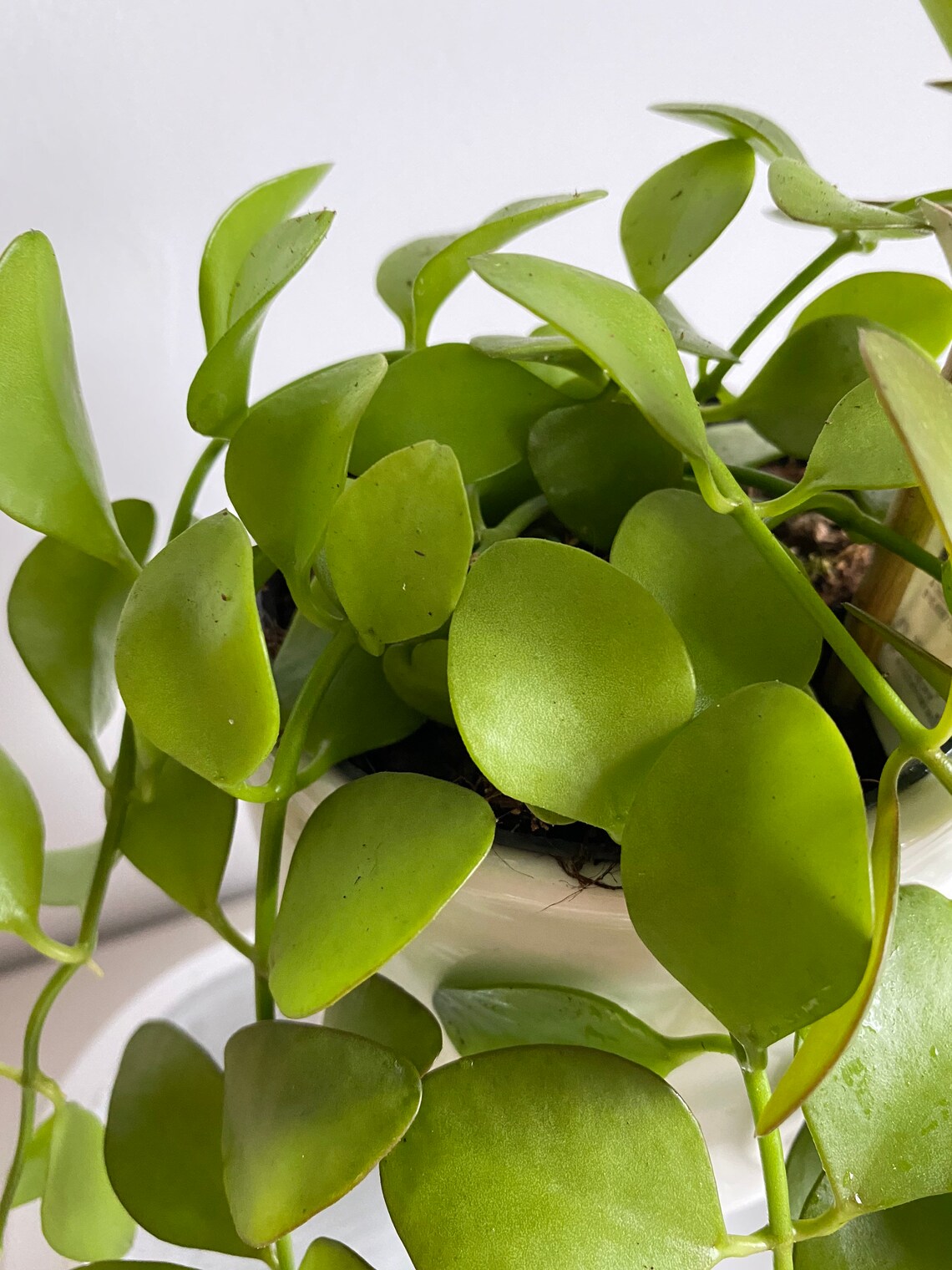 Dischidia Pectanoides Ant Plant Rare House Plant Etsy