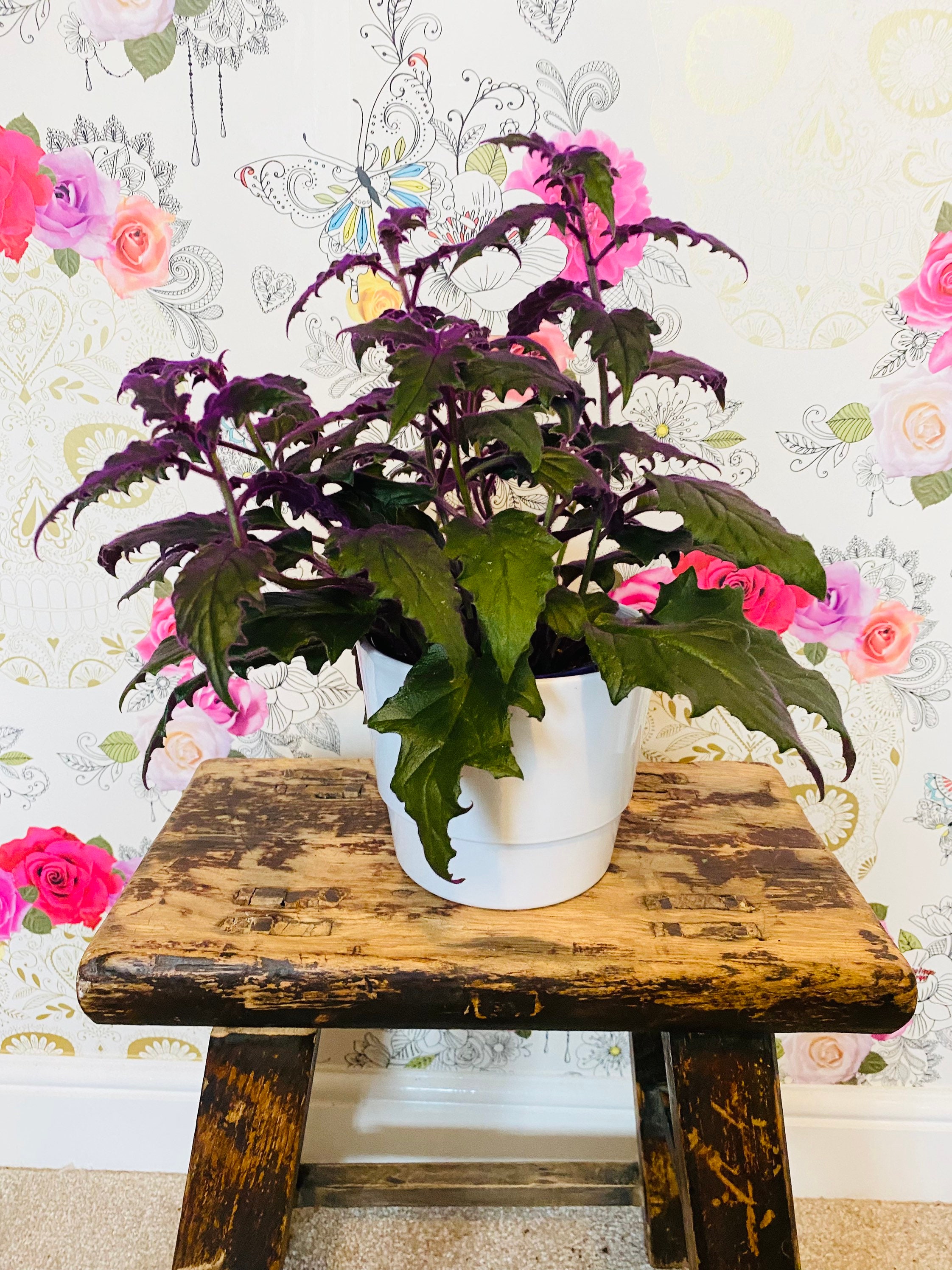 Large Gynura Purple Passion Velvet Plant Houseplant Etsy