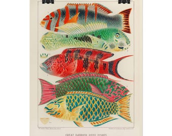 Great Barrier Reef Fish Poster, Coastal Art, Vintage Marine Illustration