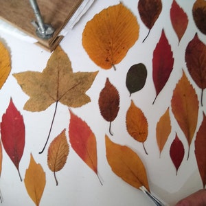May include: A collection of pressed autumn leaves in various shades of red, orange, and yellow. The leaves are arranged on a white surface and are ready to be used in a craft project.