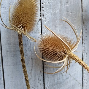 Dried teasel stems | teasel seed heads | dried flower arrangement