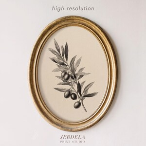 Peut inclure: Une impression encadrée ovale avec une illustration en noir et blanc d'une branche d'olivier et d'olives. Le cadre est doré et le fond est beige clair. Le texte "haute résolution" est en haut et "JERDELA PRINT STUDIO" en bas.