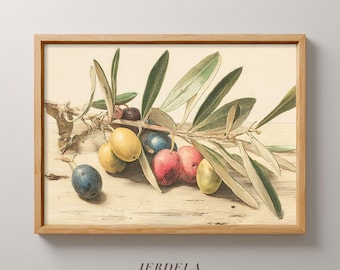 Gravura botânica antiga de ramo de oliveira - Download digital de gravura vintage de frutas