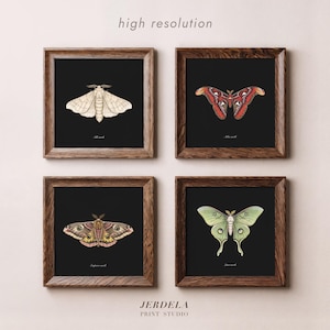 May include: Four framed prints showcasing detailed moth illustrations on a black backdrop. The moths are depicted in diverse colours, including white, red, brown, and green. The frames are made of dark wood. The text "high resolution" is at the top.