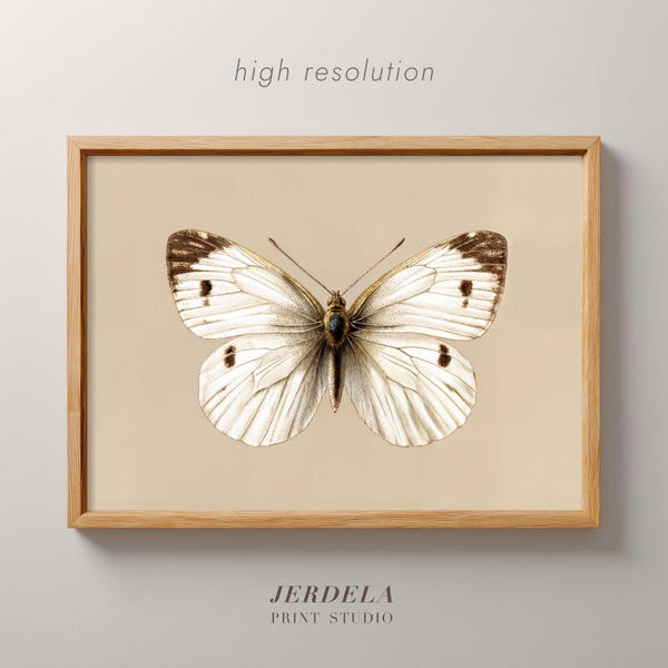 Vintage Butterfly Art Print | Antique Etching Illustration | Botanical Cabbage White Wall Decor | Digital Download