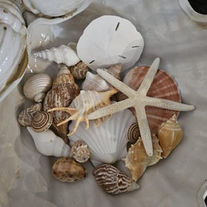 May include: A collection of various seashells, including a starfish, sand dollar, and several types of conch shells. The shells are in shades of white, brown, and tan, arranged in a decorative bowl.