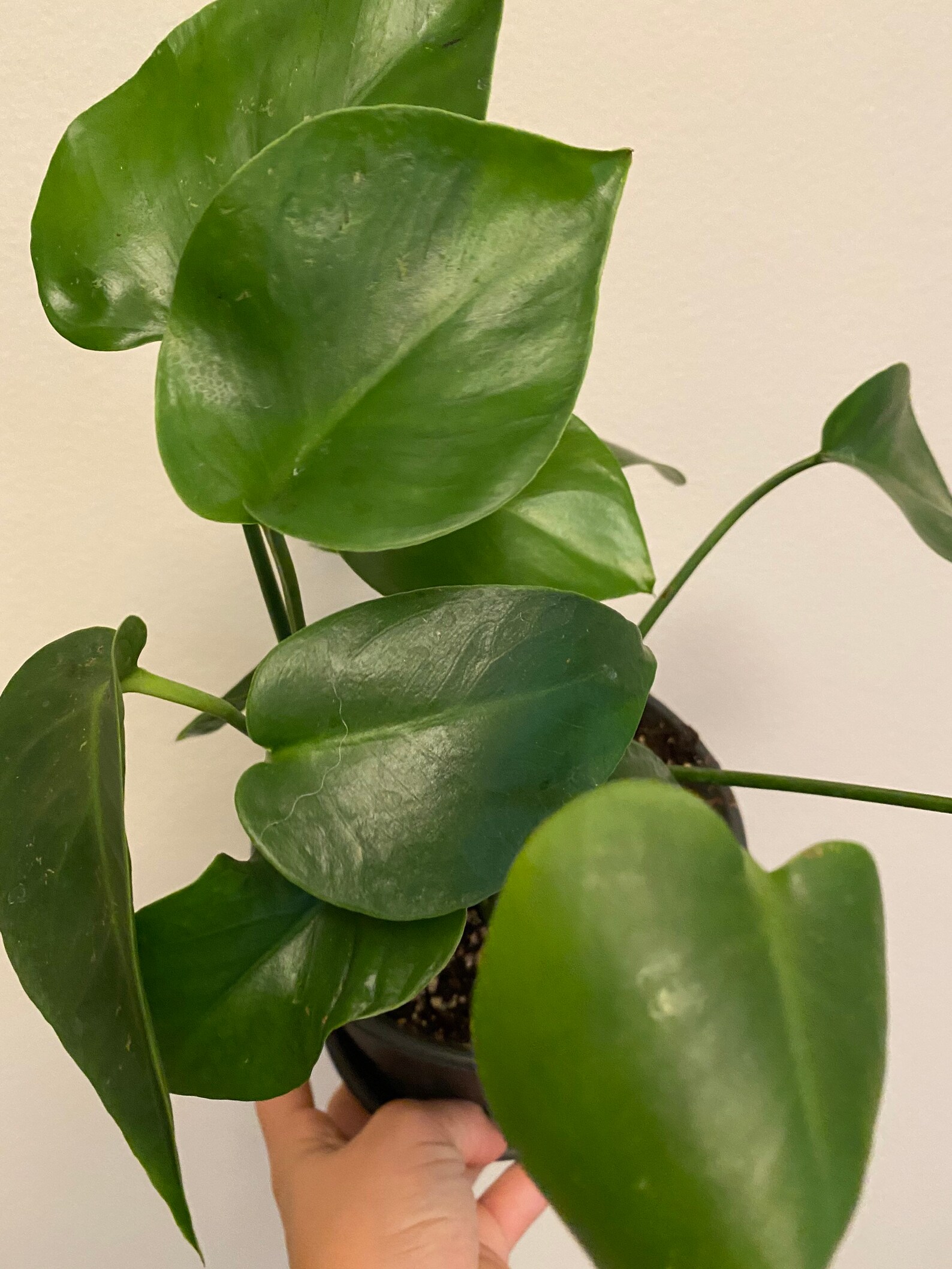 Baby Monstera Deliciosa 4 and 6 Etsy