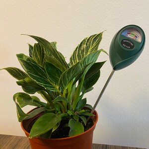 May include: A Philodendron Birkin plant with variegated green and white striped leaves in a brown plastic pot, accompanied by a dark green soil moisture meter with a silver metal probe inserted into the potting soil to measure hydration levels.