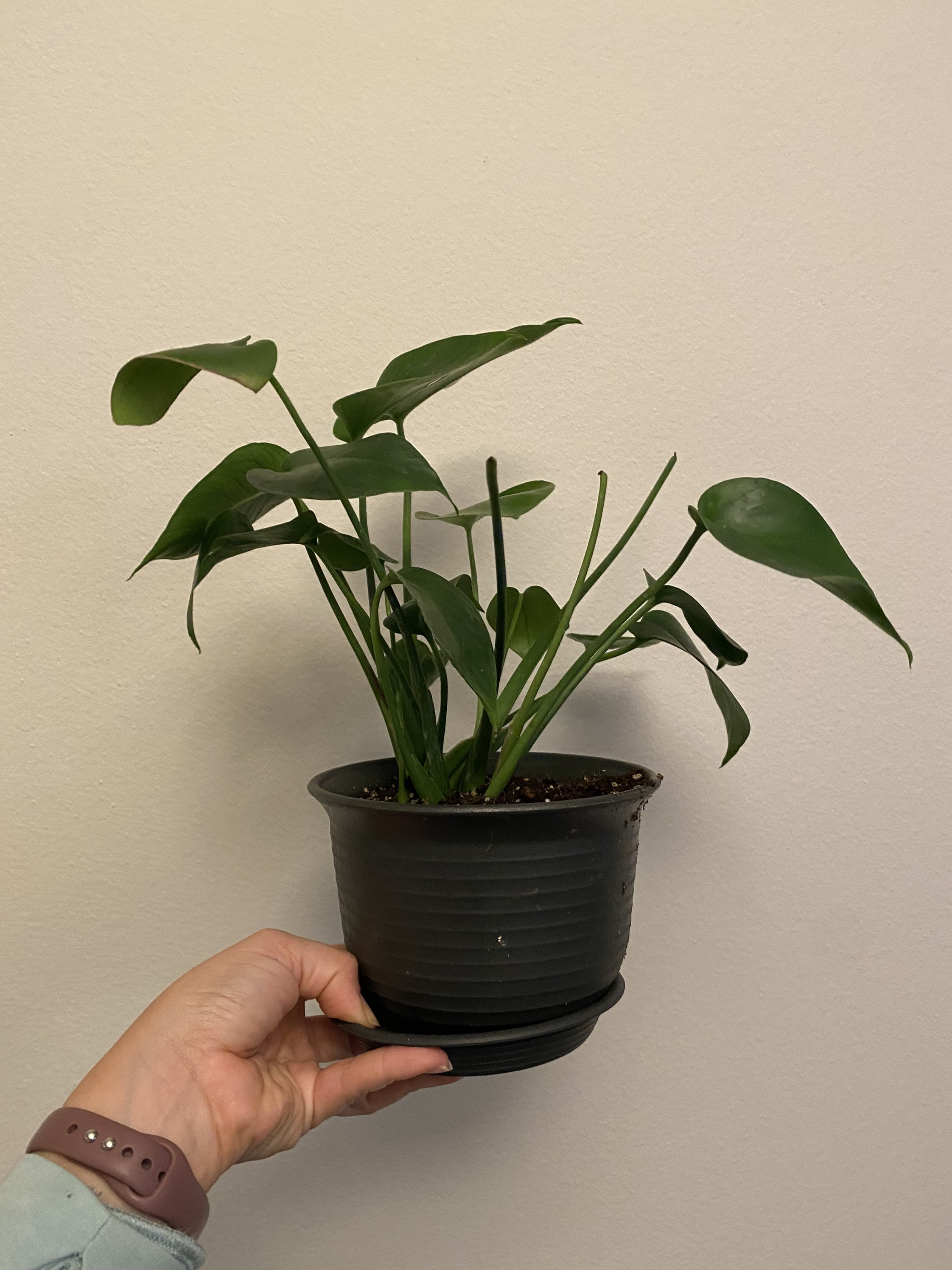 Baby Monstera Deliciosa 4 and 6 Etsy