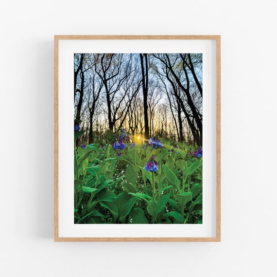 Forest Seasons: SPRING Photo Print
