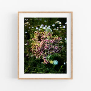 Queen Anne&#39;s Lace Seedhead Photo Print