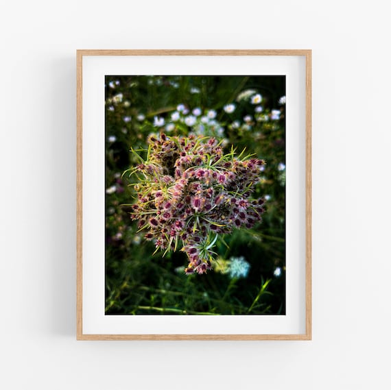 Queen Anne's Lace Seedhead Photo Print