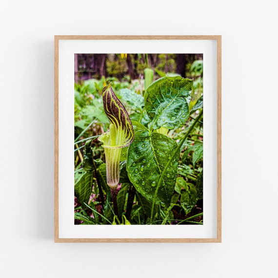 Jack in the Pulpit Photo Print