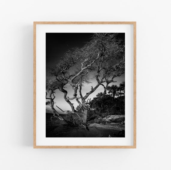 Cayo Costa Tree Photo Print