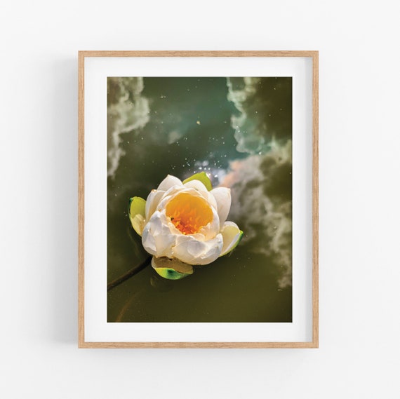 American White Water Lily Photo Print